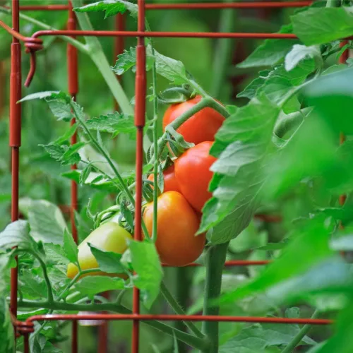 Vista 8 de Semillas de tomate Roma (50 semillas)