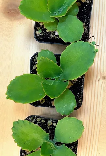 Vista 4 de Kalanchoe Diagremontiana - 3 sombreros mexicanos para madre de miles, planta suculenta viva en maceta de 2 pulgadas con tierra totalmente enraizada.