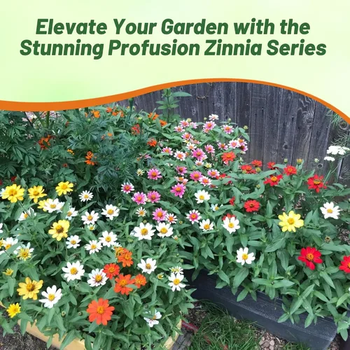 Vista 6 de Outsidepride - Zinnia, 25 semillas anuales, Hybrida Profusion Double, flores para plantar