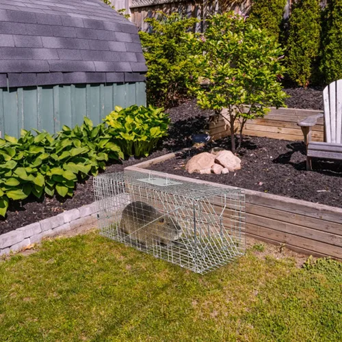 Vista 2 de iMounTEK Trampa grande para animales de 32 x 12.5 x 12 pulgadas, trampa grande para gatos humanitarios, jaula de roedores para animales vivos