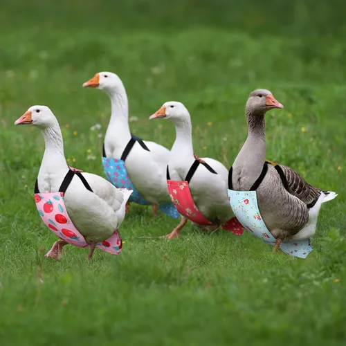 Vista 2 de DoubleFill 6 piezas de pañales para pollos para gallinas, gallos, patos reutilizables lavables con lazada para patitos, gallinas, gansos, aves