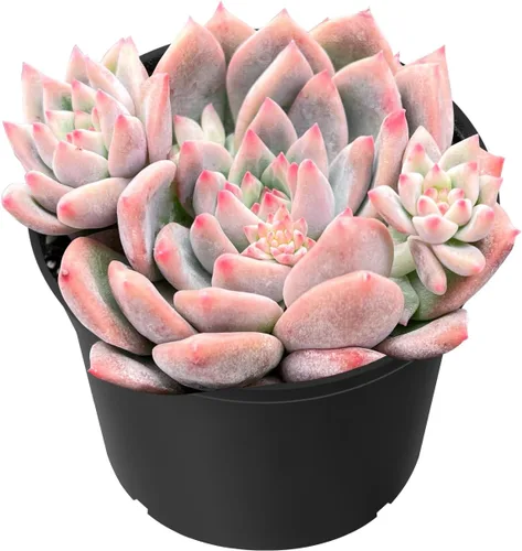 Vista 17 de Sprout N Green Echeveria 'Ball of Fat', planta suculenta viva rara totalmente enraizada en maceta de 2 pulgadas con tierra, oficina en casa