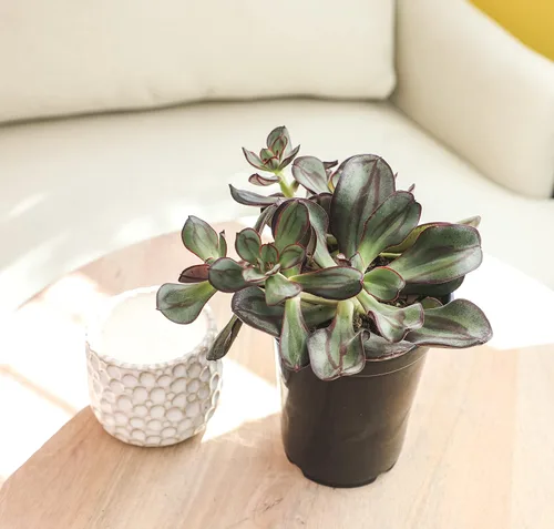 Vista 11 de Suculentas Echeveria de 1 cuarto de galón, 4 unidades, suculentas vivas recuerdos de fiesta en macetas suculentas, plantas suculentas vivas plantas