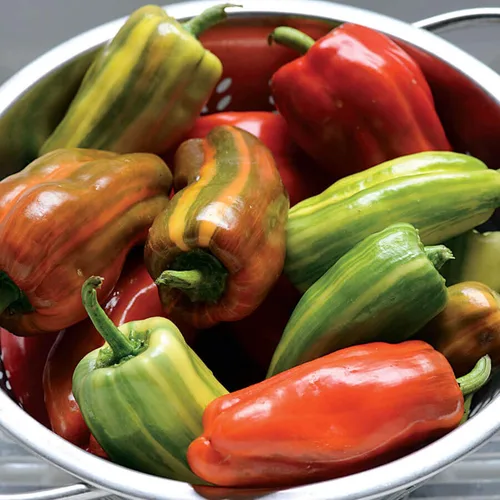 Vista 3 de Park Seed Minis Fresh Bites - Semillas de pimiento dulce de naranja – Pimiento compacto comestible en maceta para contenedores, variedad