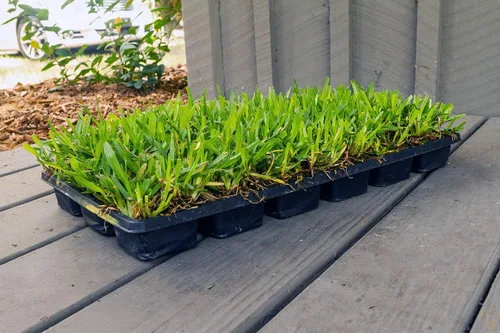 Vista 4 de Bethel Farms St. Augustine - Tapones de césped natural de 3 pulgadas, paquete de 36
