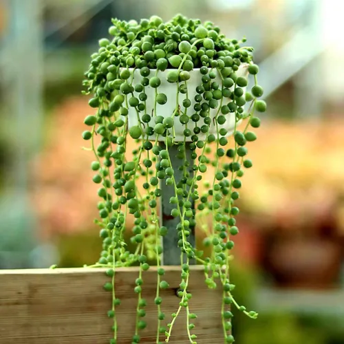 Vista 9 de Ceropegia Woodii Cadena de Corazones Variegada Planta Viva, Suculenta Trepadora, Planta de Interior Viva en Maceta