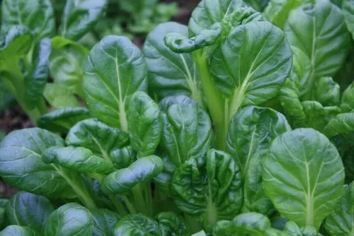 Vista 2 de Tatsoi Seeds Asian Greens Mustard Heirloom (500 semillas) – Sin OMG – Semillas siempre frescas – Semillas de siembra para huerto doméstico
