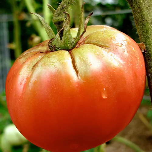 Vista 3 de Bonnie Plants Tomate Reina Alemana 19.3 oz. Paquete de 4