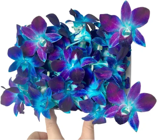 Vista 7 de Flores frescas cortadas de Miami OrchidClub USA por Sunne Tropical DIY Lei, decoración de alimentos y bebidas (50 blanco)