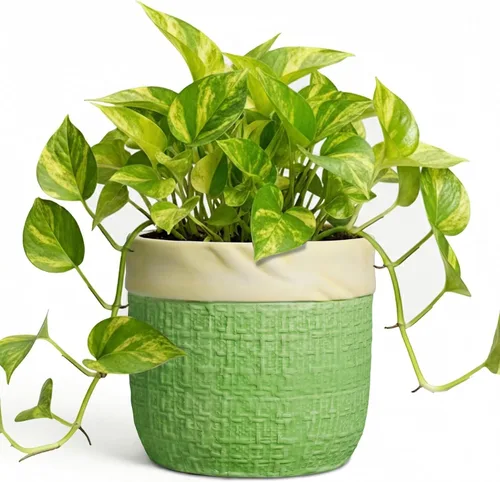 Vista 32 de Macetas de cerámica para plantas, maceta de 6 pulgadas para plantas suculentas de interior, macetas redondas con orificio de drenaje, macetas Azul
