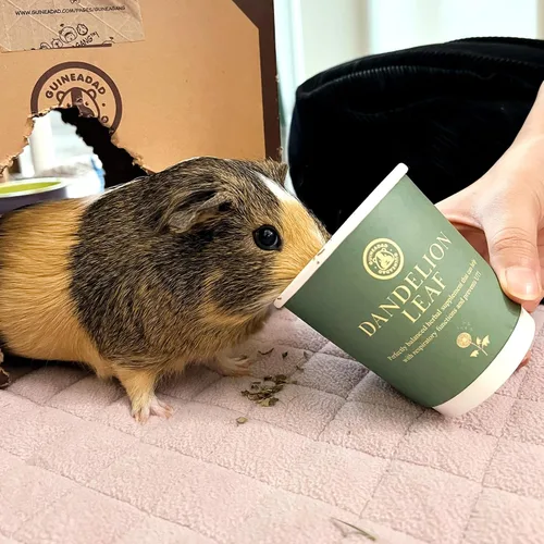 Vista 6 de GuineaDad Golosinas de hierbas orgánicas de conejillo de indias – Comida para conejillo de indias con un práctico embalaje sabor a hoja de diente