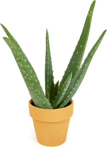 Vista 12 de Planta de aloe vera plantas suculentas vivas (paquete de 3), plantas suculentas vivas de aloe vera, planta de aloe vivo en maceta de aloe, plantas