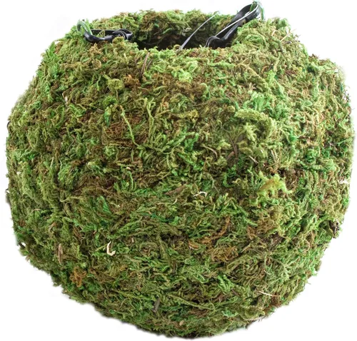 Vista 2 de SuperMoss (29346) Kokedama Maceta, 4 pulgadas, verde fresco