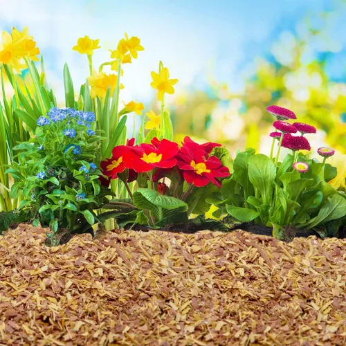 Vista 3 de Chips de cedro 100% natural Mantillo Ideal para plantas en macetas al aire libre o de interior Cama para perros Agradable aroma terroso 4