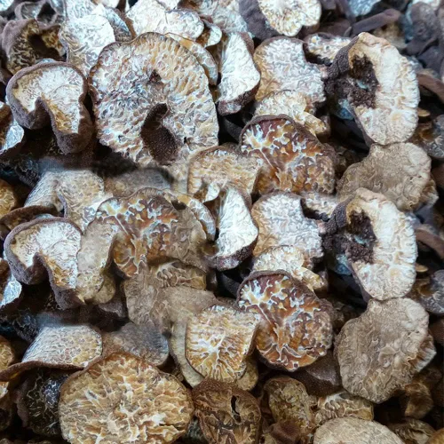 Vista 2 de 100% trufa negra orgánica silvestre, hongo de trufa, trufa, trufa negra, trufa de perigordo, trufa negra, trufa negra, melanosporo tubérculo, trufa