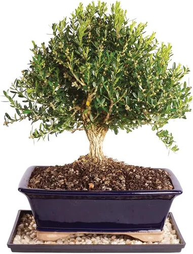 Vista 11 de Brussel's Bonsai - Árbol bonsái para interiores, S
