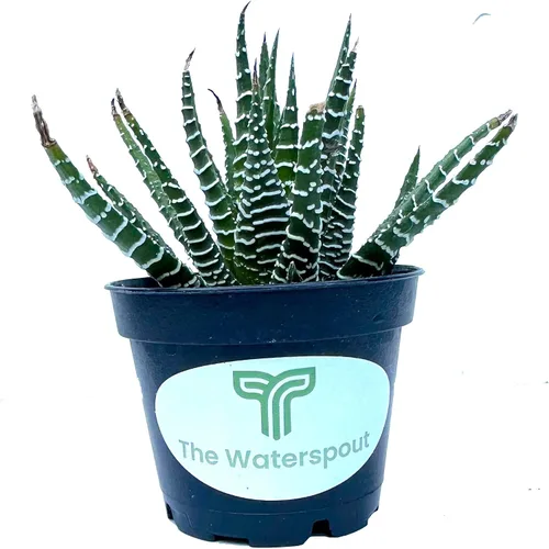 Vista 4 de Colecciones de cactus suculentas de 2 pulgadas (planta cebra Haworthia Fasciata)