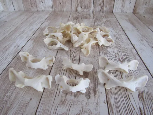 Vista 4 de Biker Bettys 5 Mapache Vertebra Atlas Mariposa Hueso Taxidermia Artesanía Dientes Huesos Animales Coyote