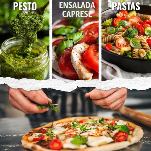 Vista 2 de Seed Needs Semillas de albahaca italiana para plantar hierbas tradicionales sin OMG, 1 paquete
