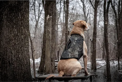 Vista 9 de Momarsh Final Stand Dog Adjustable Training Platform & Storage Panel Hunting Stand Elevated Pet System for Place, Agility & Steadiness Dog