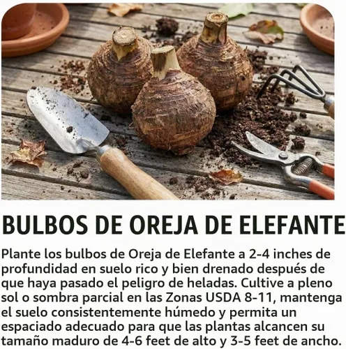 Vista 4 de Oreja de elefante gigante (3 bombillas) Colocasia Esculenta - Hermosos bulbos, tropicales