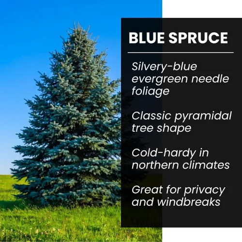 Vista 2 de Semillas de abeto azul para plantar 100 piezas de semillas Abeto azul de Colorado, Picea pungens glauca Árboles atractivos para privacidad