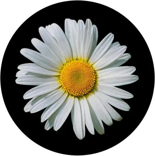 Vista 3 de White Gerbera Daisy Flower PopSockets PopSockets de fondo negro intercambiable PopGrip