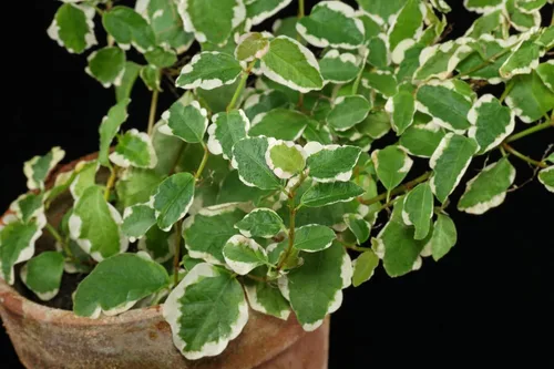 Vista 8 de Ficus Tree - Paquete de 3 plantas de inicio en macetas de 2 pulgadas, variedad de variedades, impresionante planta interior de fácil cuidado