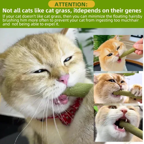 Vista 7 de Palitos de dentición de hierba natural para gatos, palillo masticable para eliminar bolas de pelo