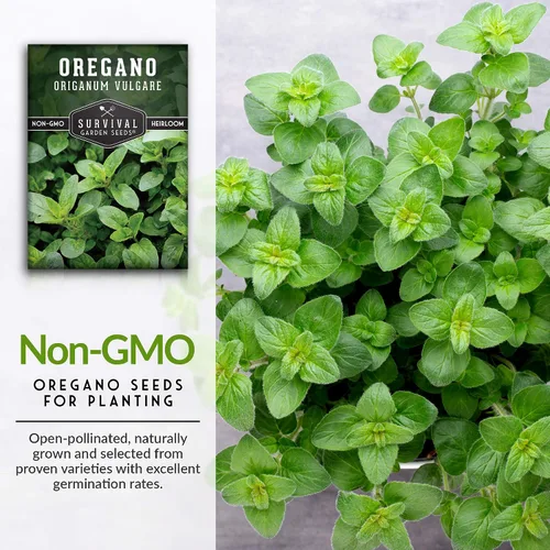 Vista 3 de Semillas de orégano para plantar – Hierba culinaria Origanum Vulgare para platos italianos – Cultiva en interiores o exteriores para un sabor fresco