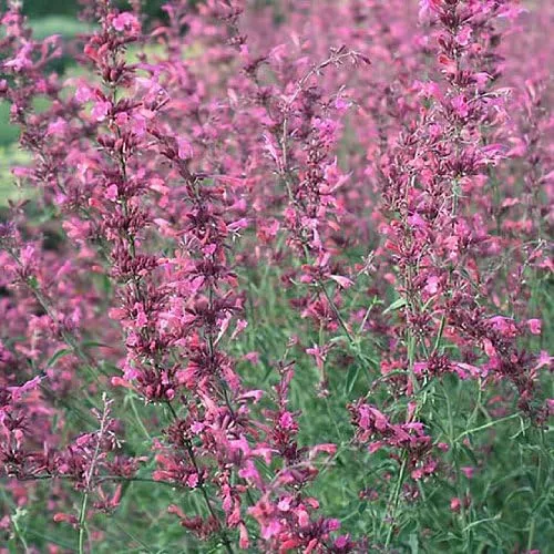 Vista 3 de 30 semillas de flores AGASTACHE Mix Agastache Aurantiaca