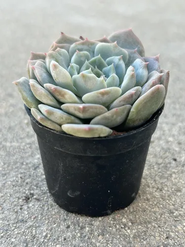 Vista 3 de Echeveria Snow Fairy - Planta suculenta viva, maceta de 2 pulgadas, azul verdoso con puntas rosas, planta de interior decorativa para interiores
