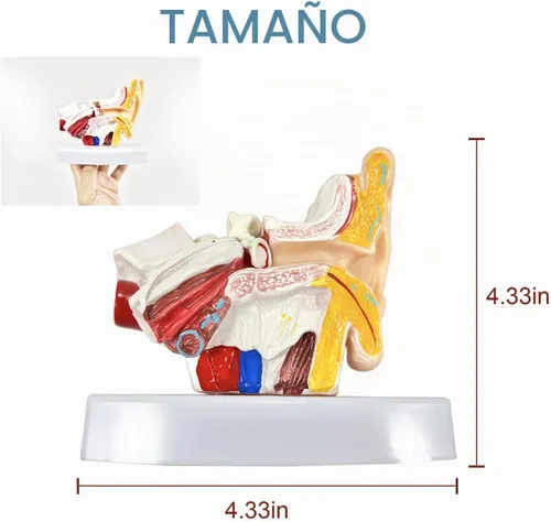 Vista 4 de Modelo de anatomía del oído humano de 1,5 veces con base