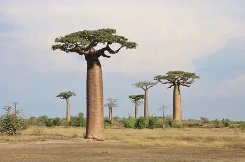 Vista 2 de Semillas de árbol bonsái Baobab - 5 semillas para cultivar - Árbol baobab muy apreciado - Se envía desde Iowa. Semillas exóticas de bonsái