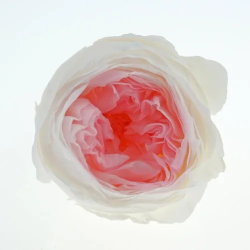 Vista 6 de Cabeza de flor fresca preservada de rosas Austin, 1.6-2 pulgadas cada una, 8 piezas