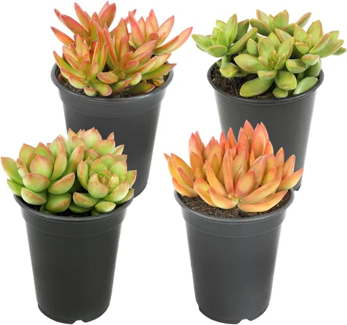 Vista 18 de Suculentas Echeveria de 1 cuarto de galón, 4 unidades, suculentas vivas recuerdos de fiesta en macetas suculentas, plantas suculentas vivas plantas