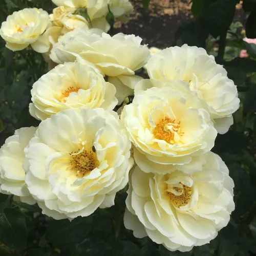 Vista 3 de Heirloom Roses Shrub Rose Bush - Planta amarilla viva Good Ol' Summertime™ para plantar al aire libre