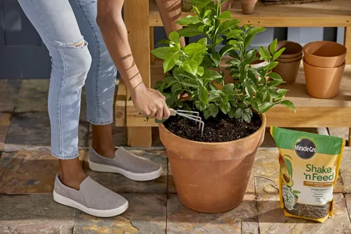 Vista 7 de Miracle-Gro Shake 'n Feed Alimento vegetal de cítricos, aguacate y mango, 8 libras (paquete de 4)