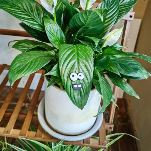 Vista 3 de HOMDSG Imanes de Plantas Monstruo con Ojos para Plantas en Maceta, Imanes Graciosos y Seguros para Plantas, Accesorios para Plantas de Casa, Regalos
