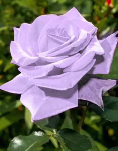 Vista 4 de Bonsai Alemania - Rosas moradas raras, 30 unidades, semillas de reliquia de rosa dragón