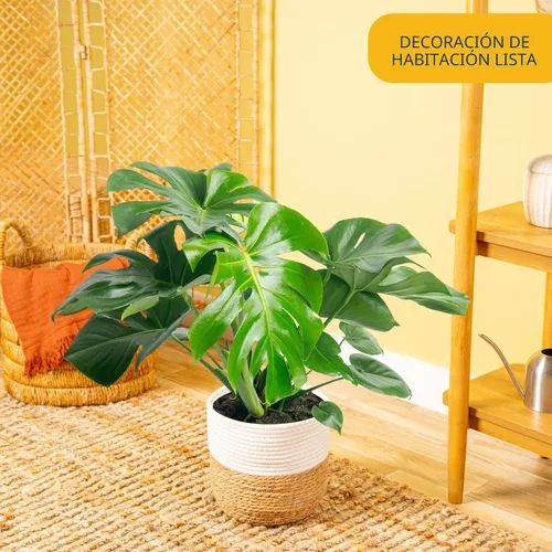 Vista 2 de Costa Farms - Planta interior, filodendro de hoja partida, monstera deliciosa Maceta decorativa