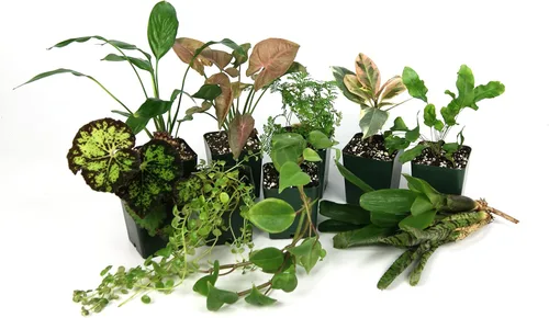 Vista 8 de Josh's Frogs Kit de plantas de vivario tropical de 12x12x18