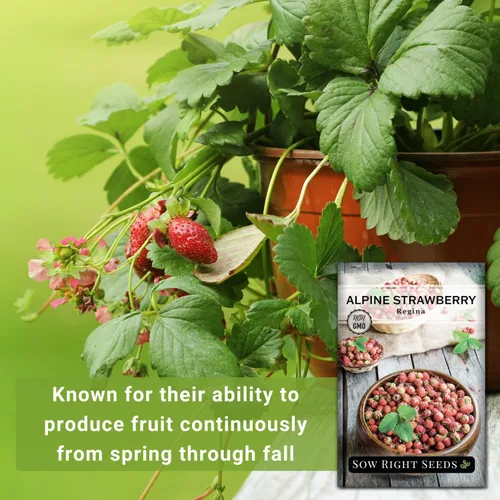 Vista 3 de Sow Right Seeds - Semillas de fresa Regina Alpine para plantar - Paquete de reliquia sin OMG con instrucciones para plantar y cultivar un huerto
