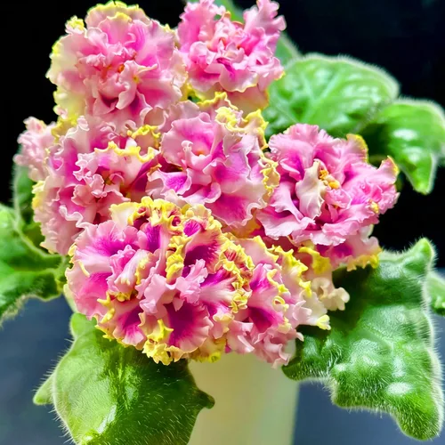 Vista 4 de Semillas de violeta africana para plantar, 50 piezas de semillas perennes de Saintpaulia violeta africana, plantas de flores raras sin OMG, plantas