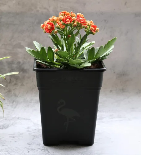 Vista 4 de Macetas cuadradas de plástico de 0.5 galones para plantas de interior y exterior, paquete de 10 con agujeros de drenaje, macetas de vivero de 5