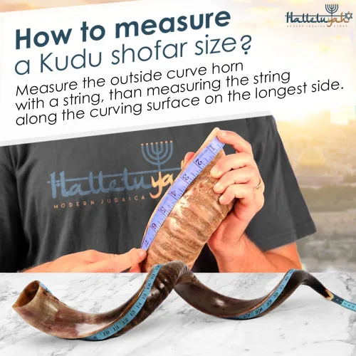 Vista 3 de HalleluYAH Kudu Shofar medio pulido Kosher original De Israel