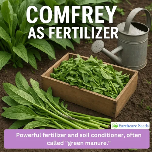 Vista 7 de True Comfrey 50 Semillas (Symphytum officinale) Sin OGM, Herencia