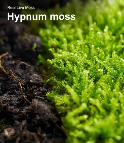 Vista 5 de Musgo Hypnum vivo real (20,3 cm x 20,3 cm) – Musgo natural en lámina para terrarios, bonsáis, hábitats de reptiles y jardines de hadas