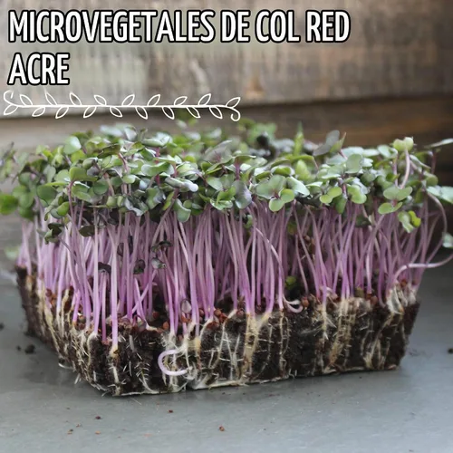 Vista 3 de Mountain Valley Seed Co - Microgreens de col roja y semillas germinadas, 1 onza