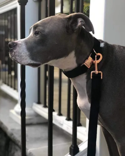 Vista 3 de ARING PET Collar y correa para perro, juego de collar y correa de terciopelo para perro, suave y cómodo, collares ajustables para perros